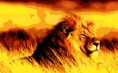 Lion in evening sun