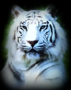 White tiger