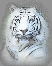 White tiger 2