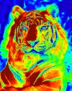 Heat Tiger