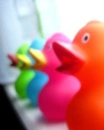 duck