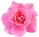 pink rose