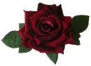 red rose