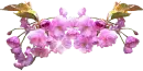 Pink flowers
