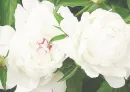 White Peonies