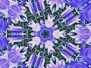 Bluebell Kaleidoscope