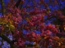 Cherry Blossom Twilight