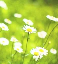 Daisies