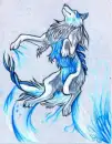 Water playing wolf