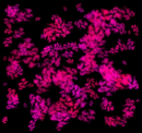 background pink