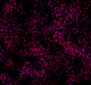 Background pink