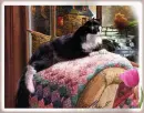 Cat ( lazy afternoon)