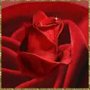 Red rose