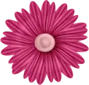 pink rose