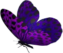 purple buterfly
