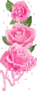 Pink roses