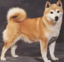 Shiba inu