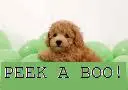 peek a boo