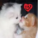 cats kissing