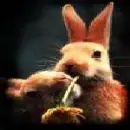 rabbits so cute