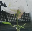 Raining outside with flower