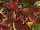 Autumn Leaf