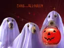 Chow..alloween