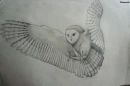 owl