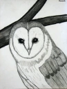 barn owl