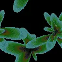flashing flowers