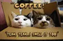 Coffe Cat