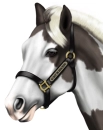 patchy horse