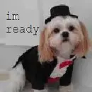 im ready doggy