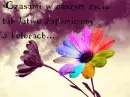 Rain&Rainbow Flower