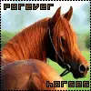 Forever Horses