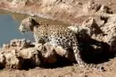 tigers