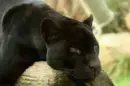 black panther