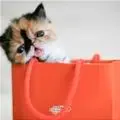 kitty