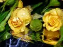 yellow roses