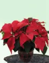 poinsettas