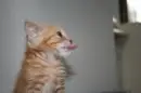 kitty