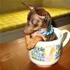 tea cup dog
