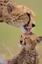 tigers