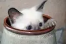 tea cup kitty
