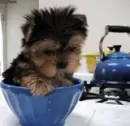 tea cup puppy