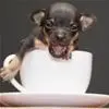 tra cup dog