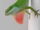 bug