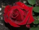 red rose
