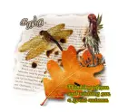 Wishing you a great autumn-Ania
