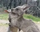 kangaroos